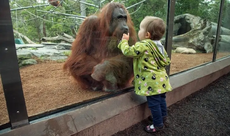 サンディエゴ動物園のチケット 価格 割引 動物 見どころ