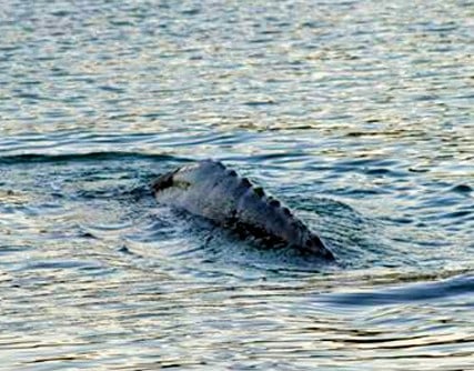 Knuckled back of whale