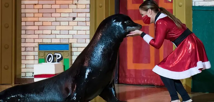 Sea Lions Live at SeaWorld, San Diego