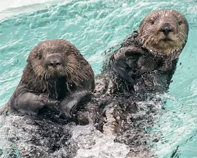 Sea Otter Encounter at San Diego