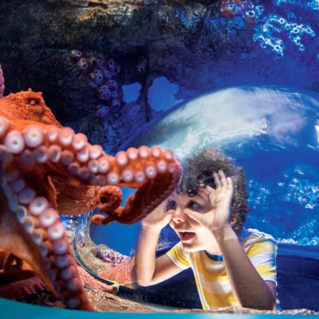 SeaWorld San Diego tickets, prices, discounts, animals, shows & rides