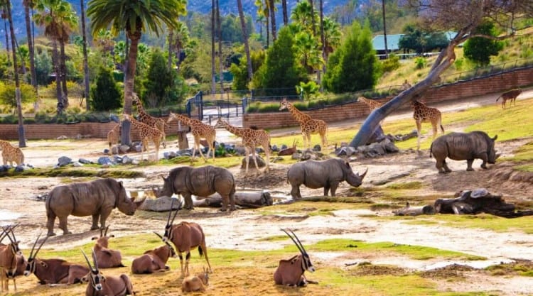 meerderheid karbonade Ramkoers San Diego Safari Park - tickets, prijzen, kortingen, wat te doen,  kinderactiviteiten