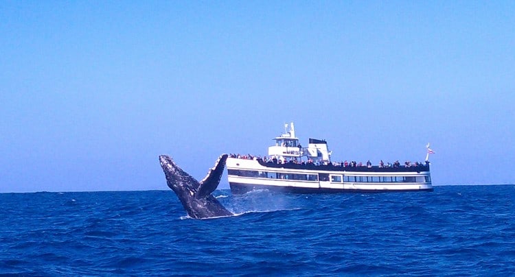 hornblower cruises whale watching