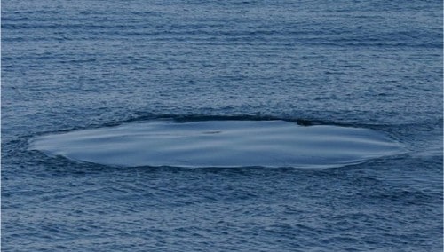 Whale's footprint