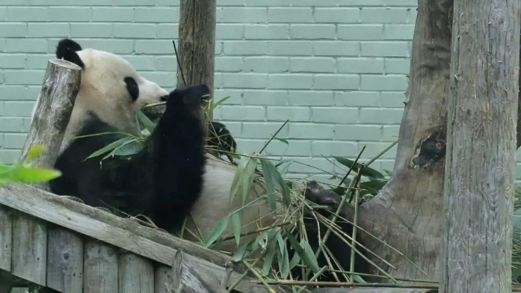 Edinburgh Zoo Panda