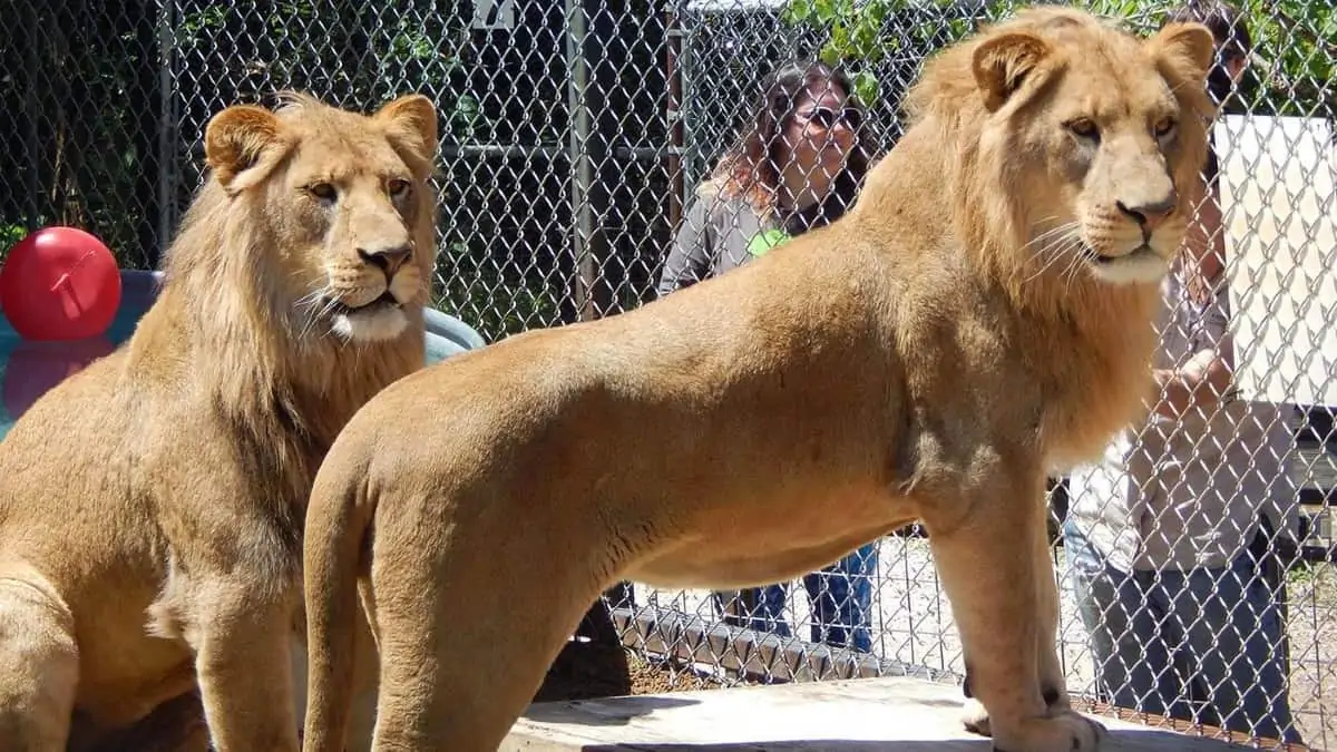 Austin Zoo in Texas