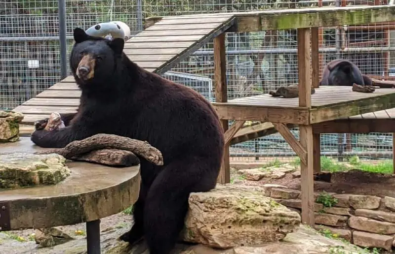 Black Bear in Austin Zoo