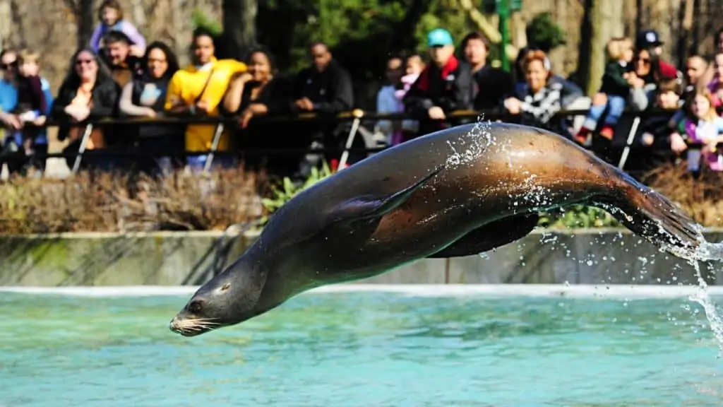 Bronx Zoo, New York