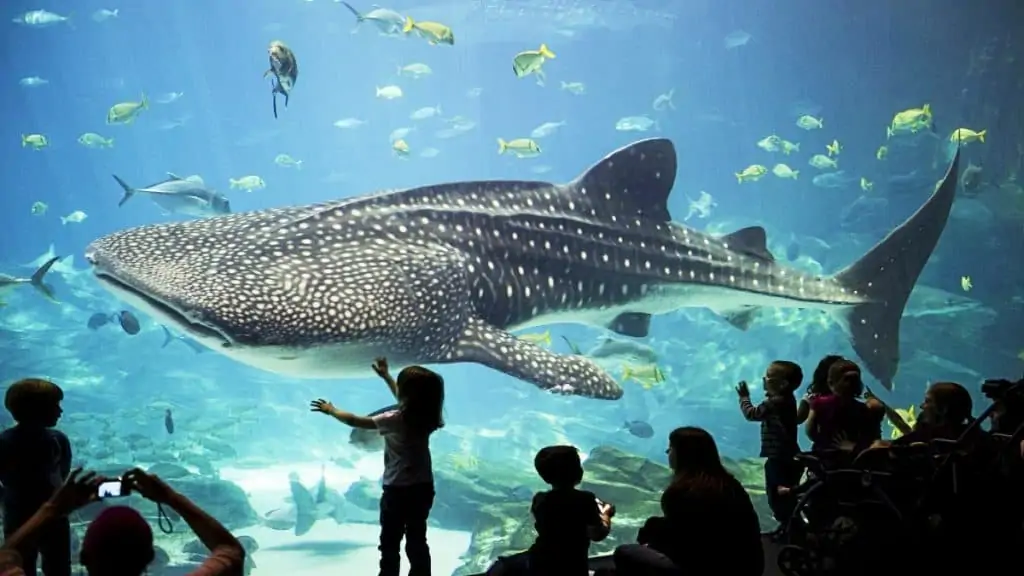 Georgia Aquarium