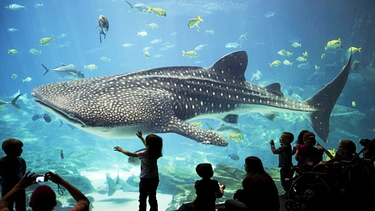 Aquarium tickets, prices, discounts, what to see