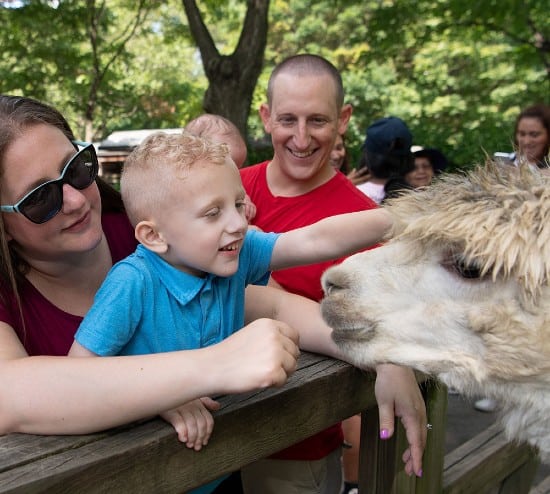 Kid petting animal in Queens Zoo, New York