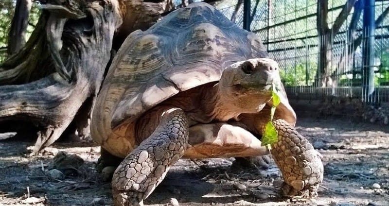 Leopard Tortoise in Tortoise Barn