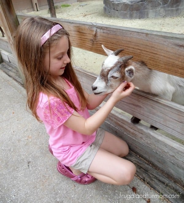 Pygmy Goat at Central Florida Zoo, Sanford