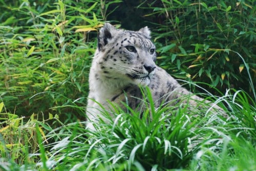 Snow Leopard in Central Park Zoo