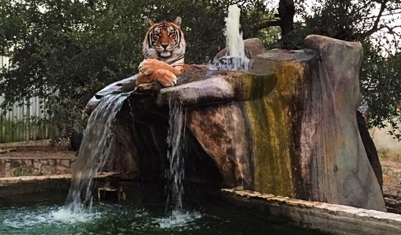 Tiger at Austin Zoo, Texas