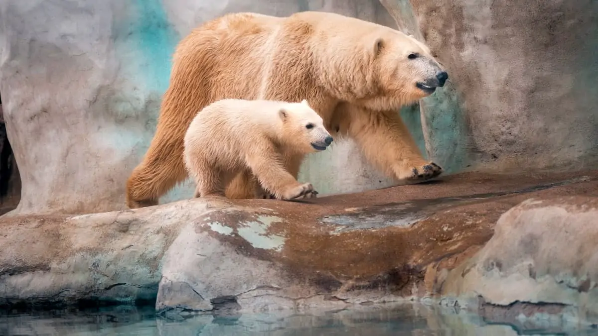 Toledo Zoo