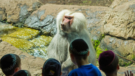 Animal Lifestyles at Prospect Park Zoo