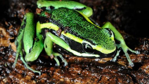 Dart Frog in Hall of Animals