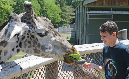 Giraffe feeding at Cleveland Zoo