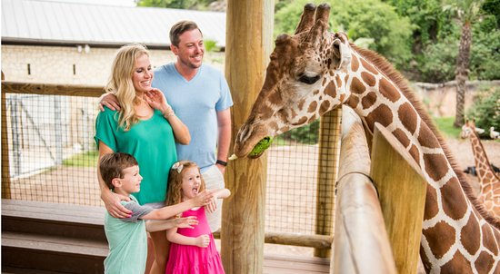 Giraffe feeding at San Antonio Zoo