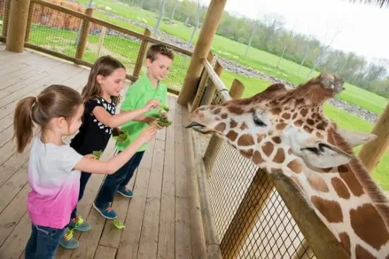 Kids feed the Giraffe