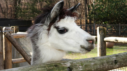 Prospect Park Zoo's Barn