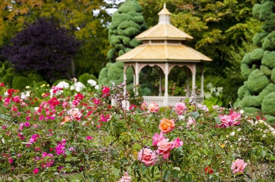 Rose Garden in Woodland Park Zoo