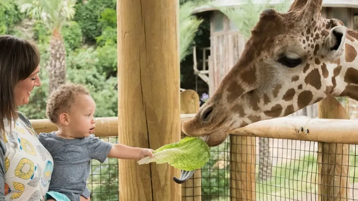 San Antonio Zoo 