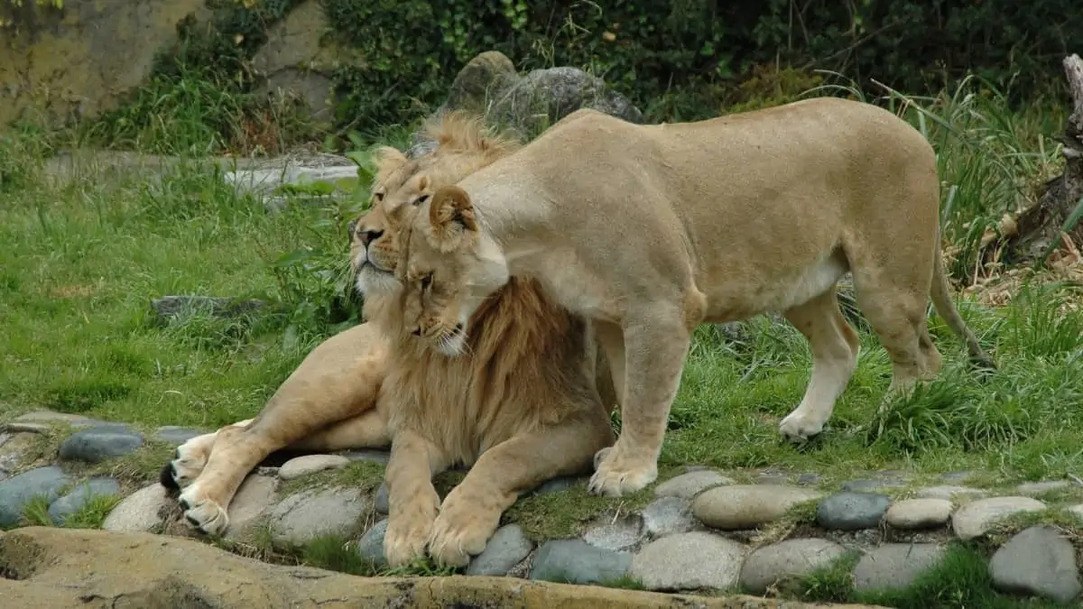 San Francisco Zoo