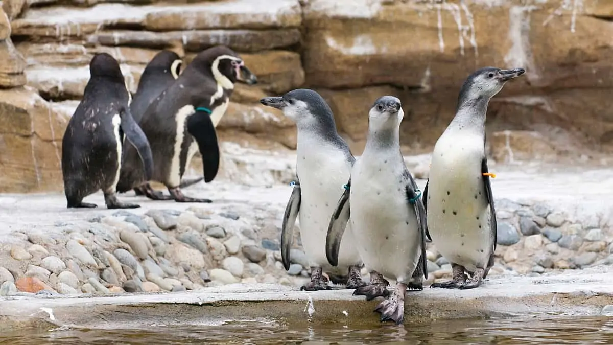 Woodland Park Zoo