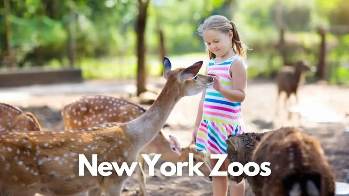 Beste dierentuinen New York om met familie te