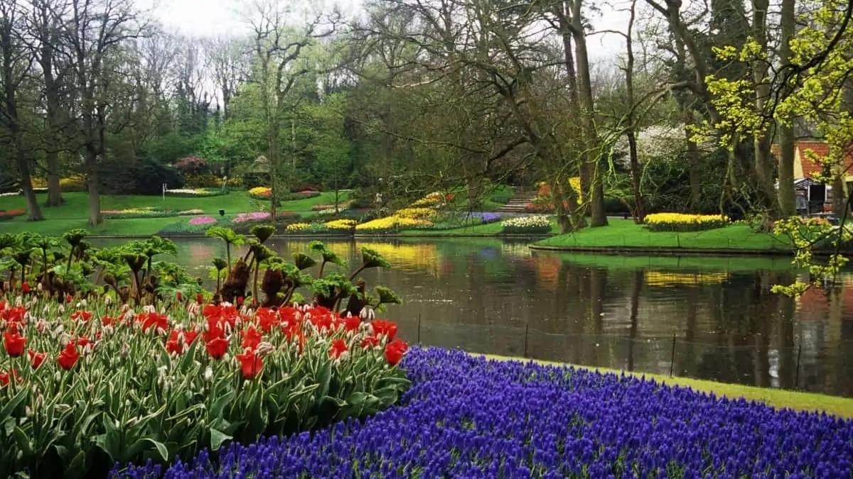 Amsterdam Tulip Gardens