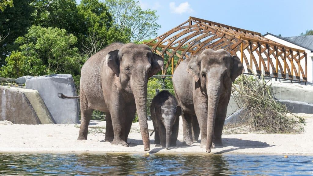 Zoológico de Ámsterdam