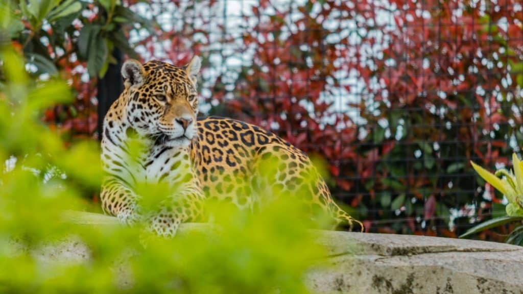 Animal no zoológico de Vincennes