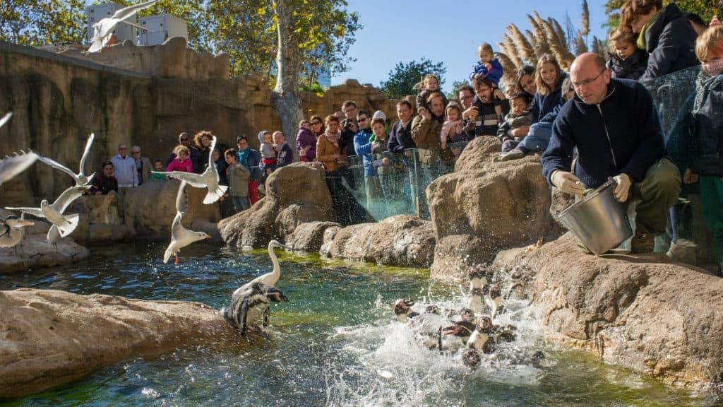 Barcelona Zoo's penguin feeding