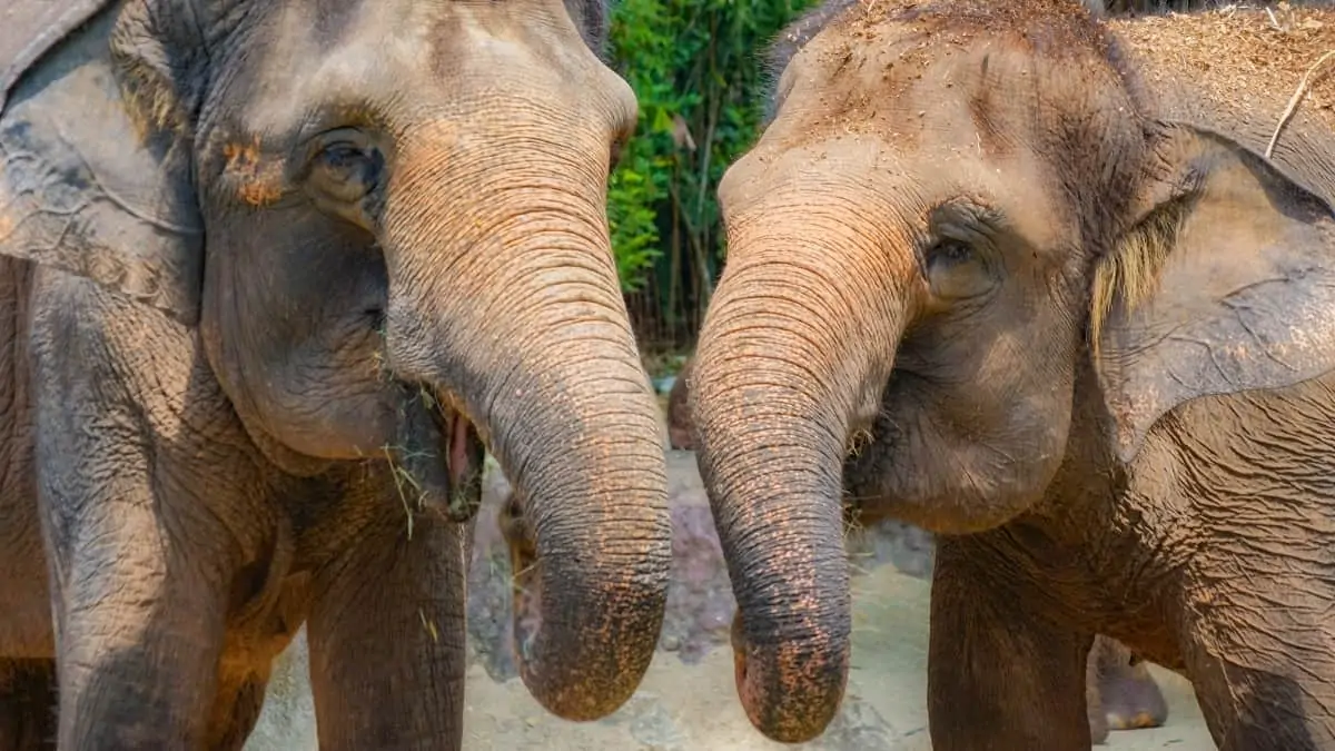 Singapore Zoo