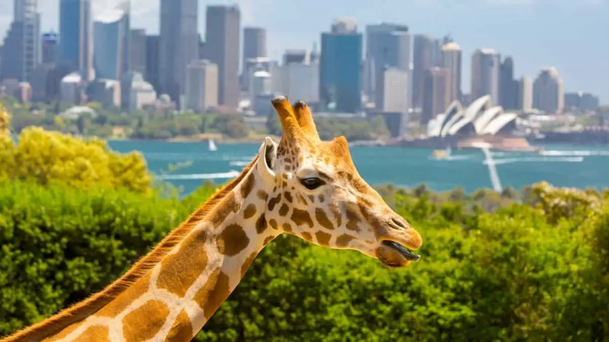 Taronga Zoo