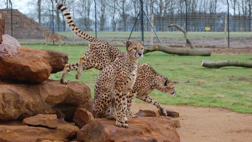 Whipsnade Zoo, London