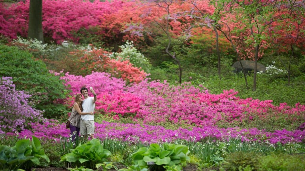 Azalea Garden at New York Botanical Garden