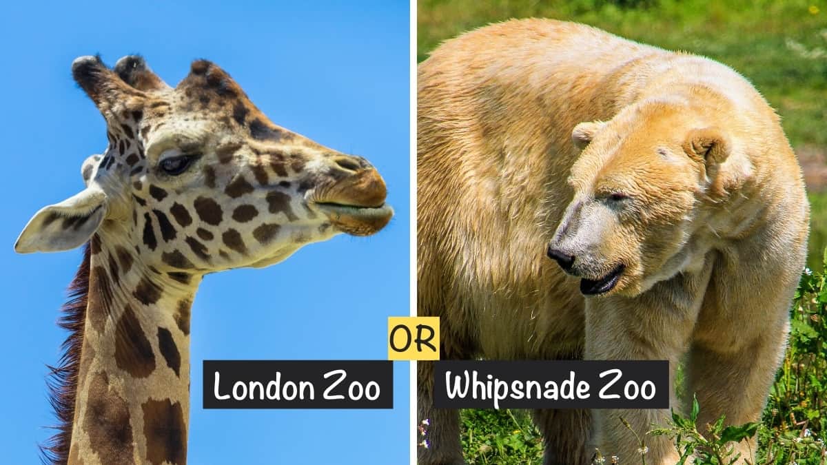 London Zoo or Whipsnade Zoo