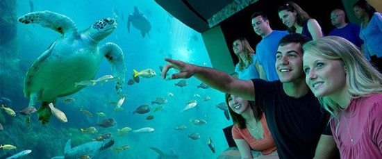 Couple in an aquarium