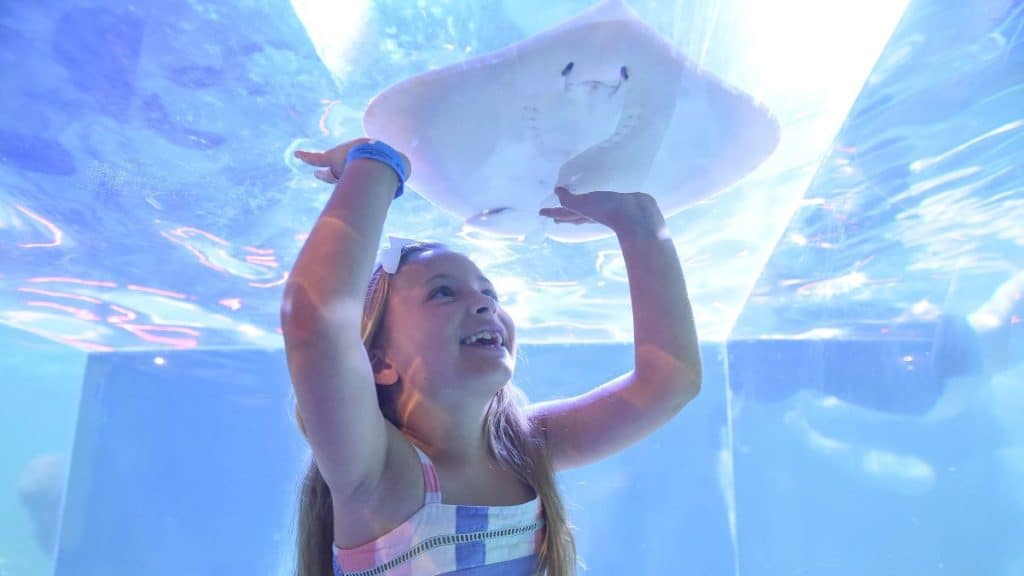 Kid enjoys sting ray at SeaQuest Stonecrest