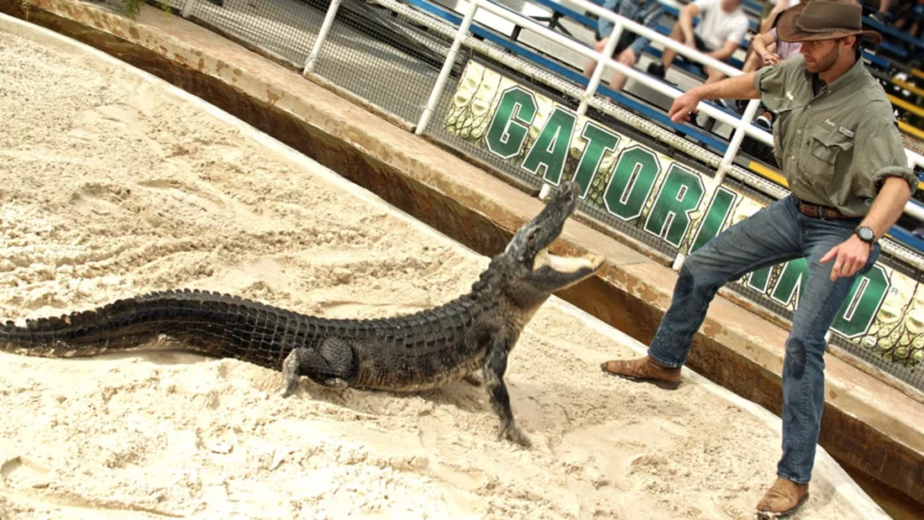 Alligator yn Gatorland Orlando