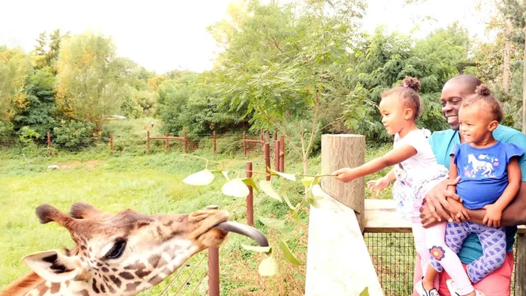 Giraffe in Zoo New England