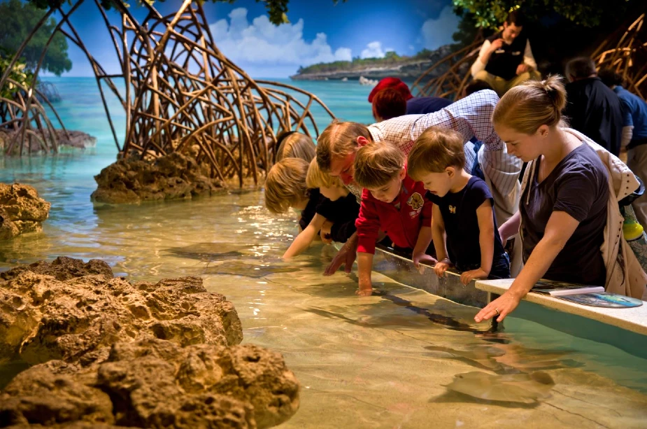 Touch pool at New England Aquarium