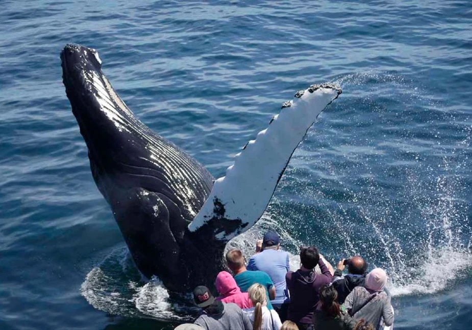 Tourists enjoy Boston Whale Watching