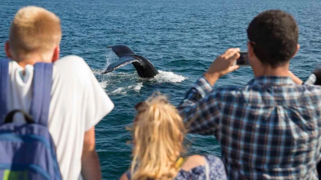 Whale watching cruise Boston