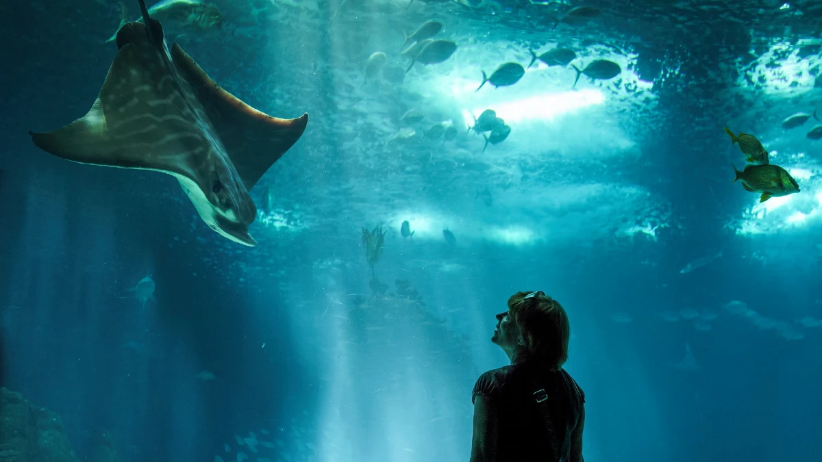 Lisbon Oceanarium