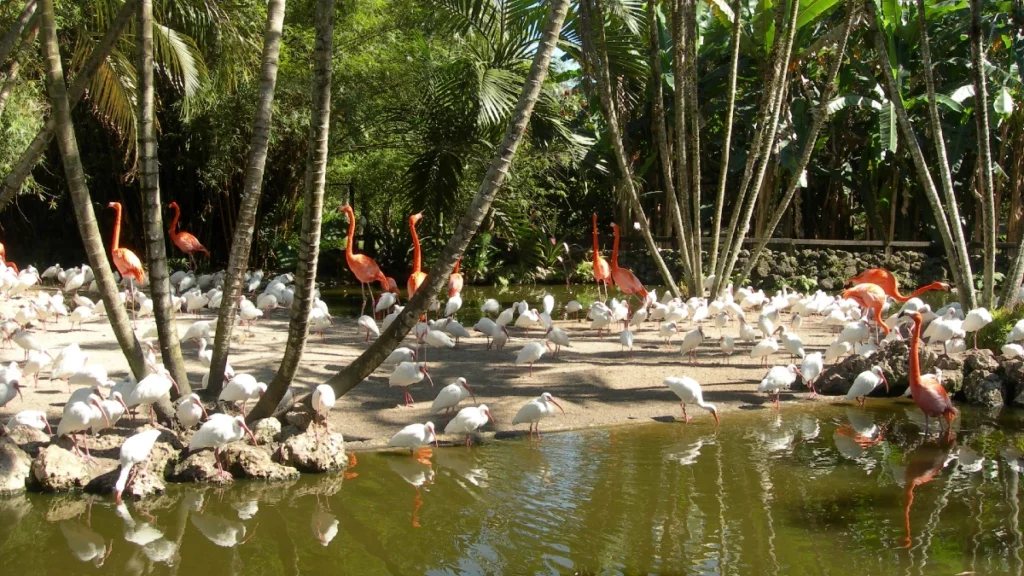 Flamingo Gardens