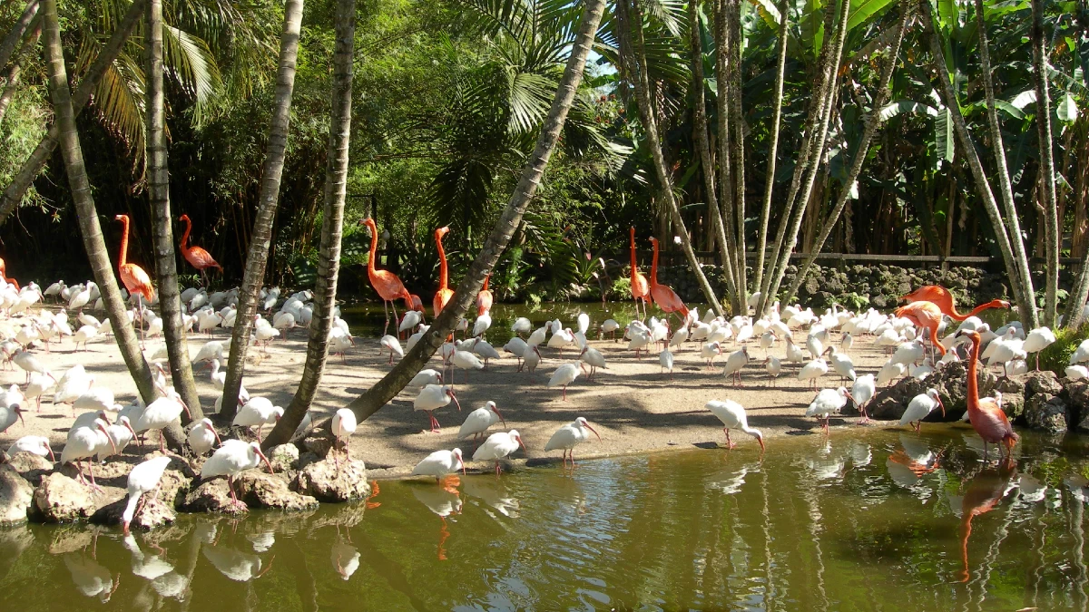 Keel Habubu revolutie Flamingo Gardens- tickets, prijzen, kortingen, wat te verwachten